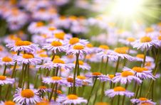 Field Of Wild Violet Flowers Royalty Free Stock Photography Field Of Wild Violet Flowers Royalty Free Stock Photography