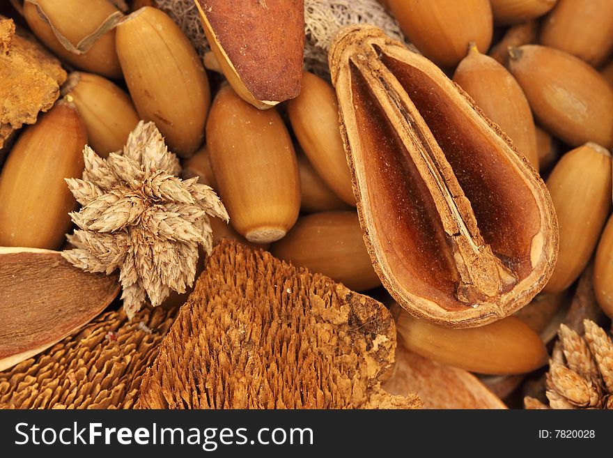 Dried plants and seeds - natural background