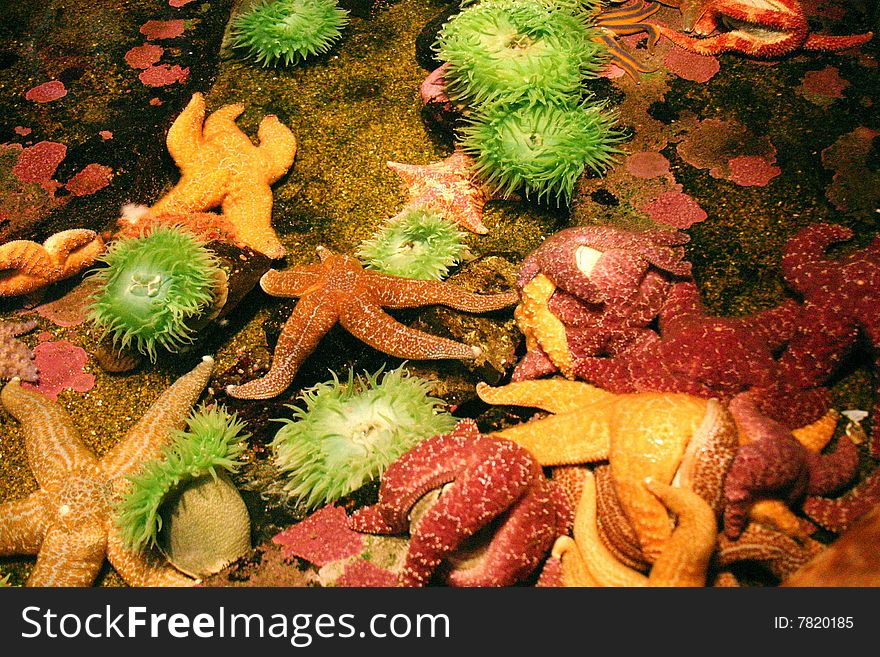 A group of starfish caught in the tidepools.