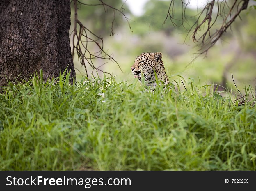 Leopard resting in the green at Kruger national park, South Africa