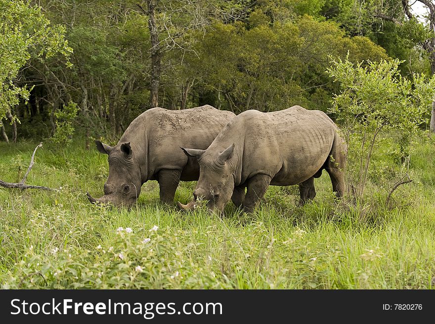 Rhino in Kruger Park, South Africa