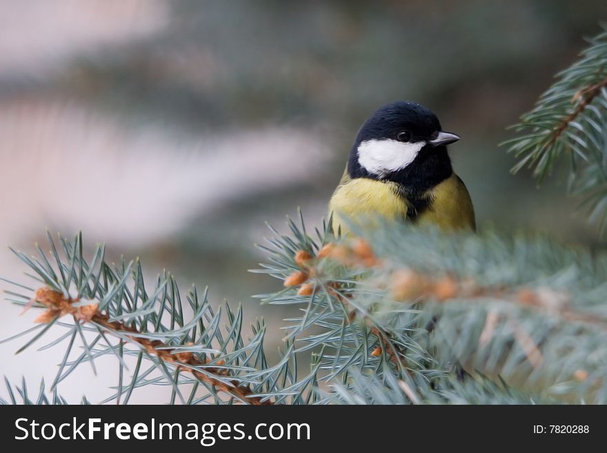 The Great Tit (Parus major) is a passerine bird in the tit family Paridae