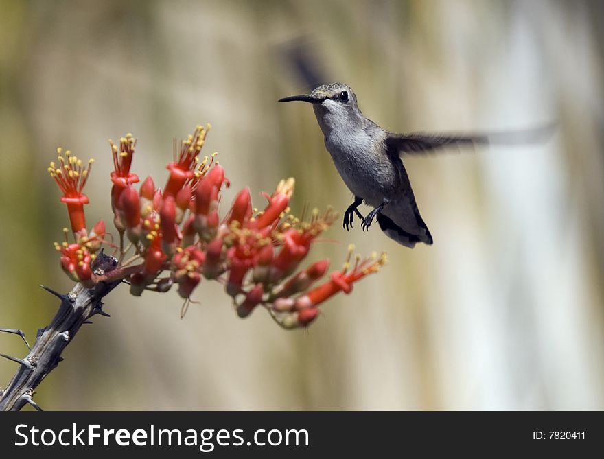 Hummingbird Ocotillo Blossom