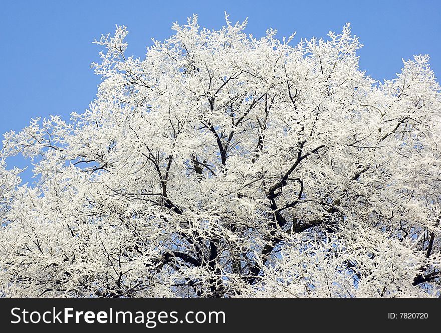 White frozen tree in winter