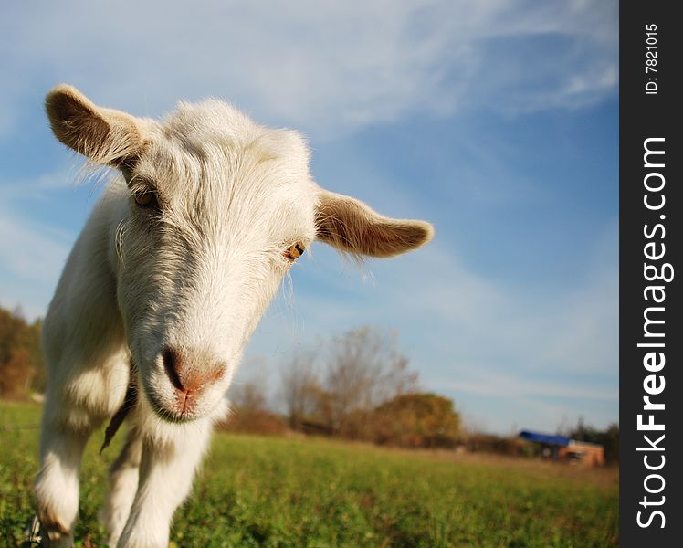 Kid On The Meadow