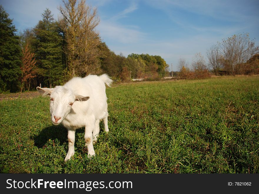 Kid On The Meadow