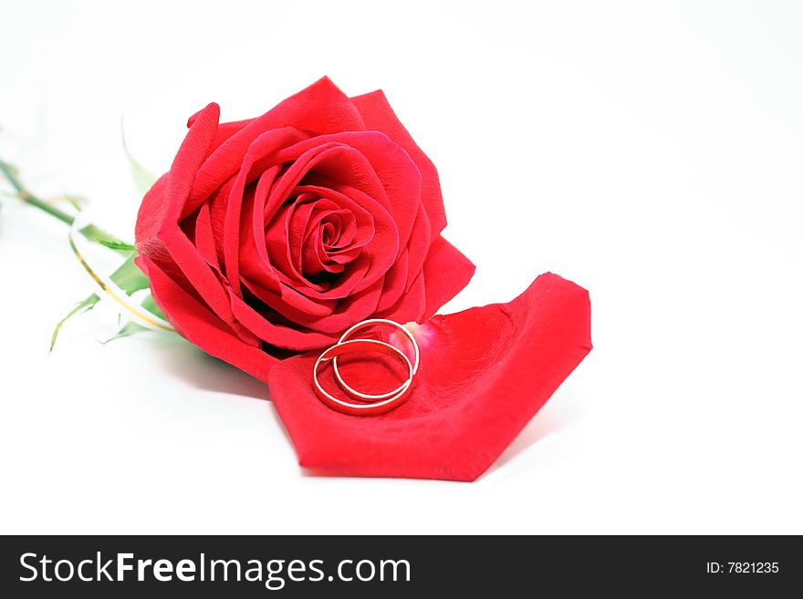 Photo of a rose and wedding rings on a white background. Photo of a rose and wedding rings on a white background.