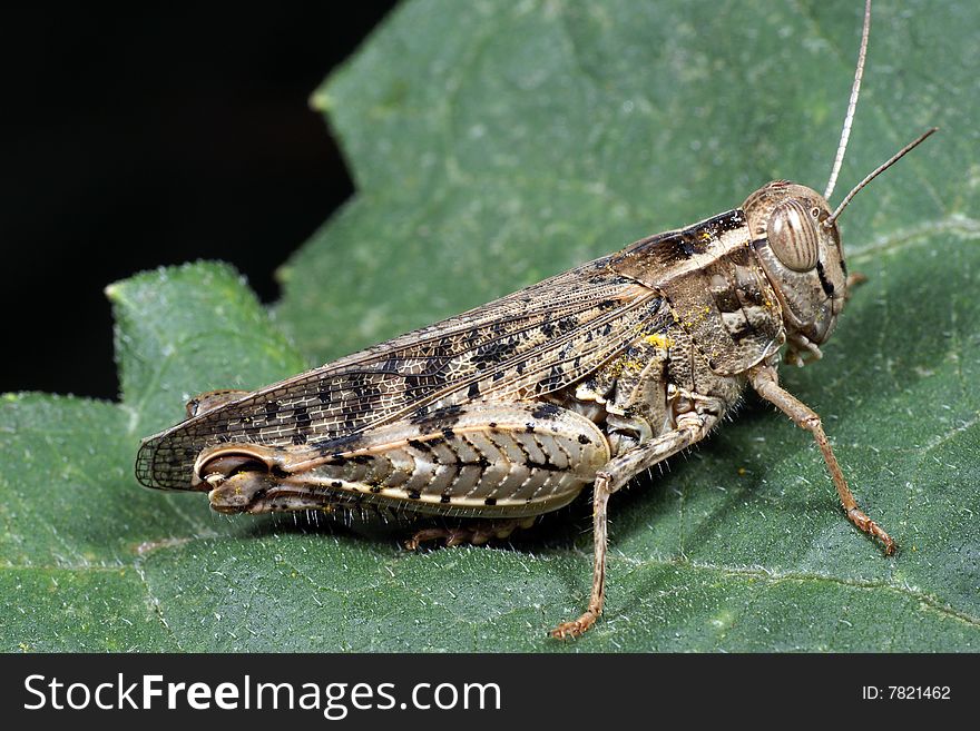 The grasshopper sits on green sheet, a side view.