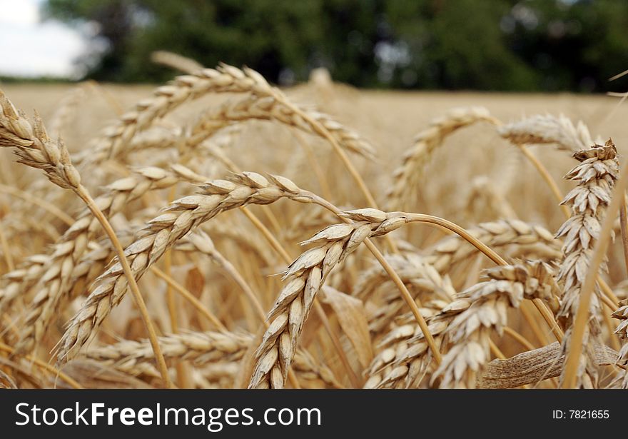 Ripe ears of wheat the macroshootings in the field photographed in a mode