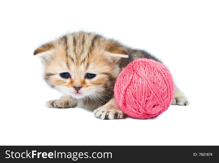 The kitten Scottish lop-eared breed with balls of threads on a white background.