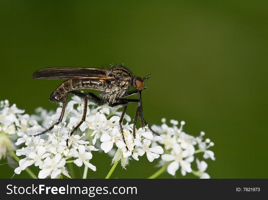 A dance fly feeding on white flowers