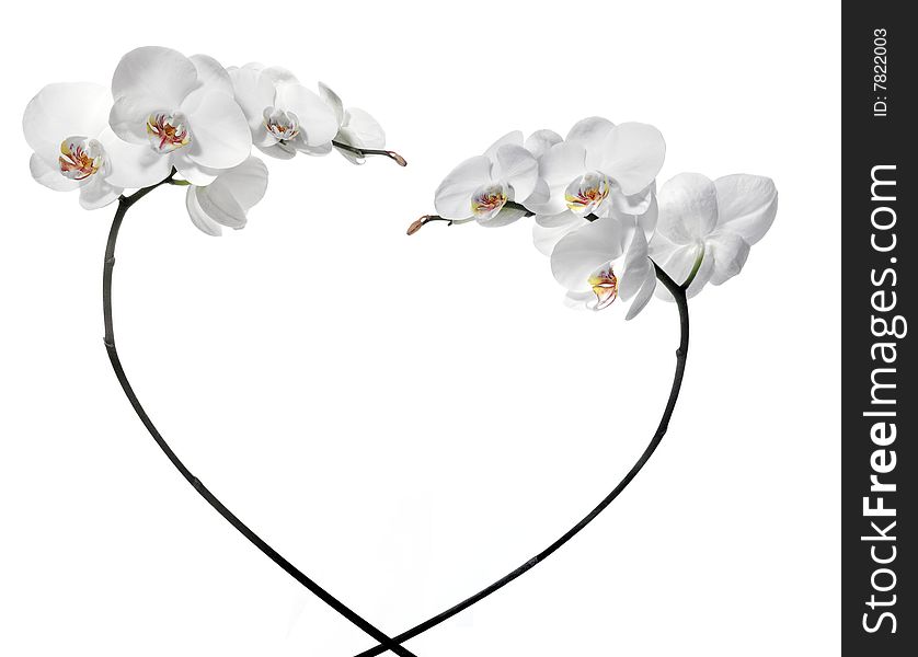 Photo of a White orchid