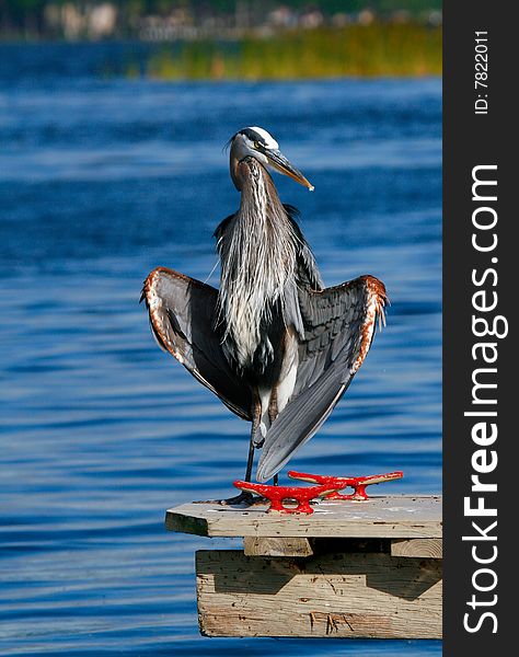 Great Blue Heron on edge of dock in Lake Tarpon, Florida.