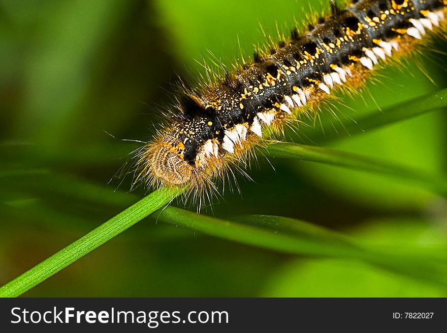 Caterpillar of the Drinker (night butterfly)