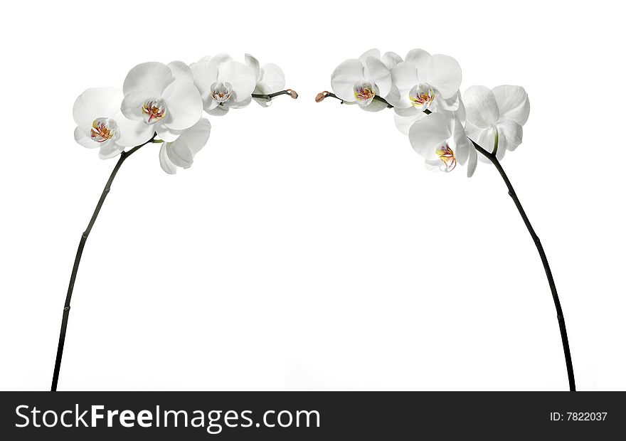 Photo of a White orchid