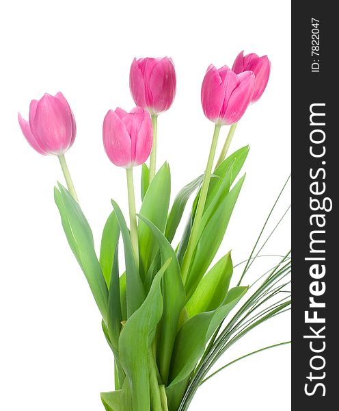 Five pink tulips bouquet, isolated on white