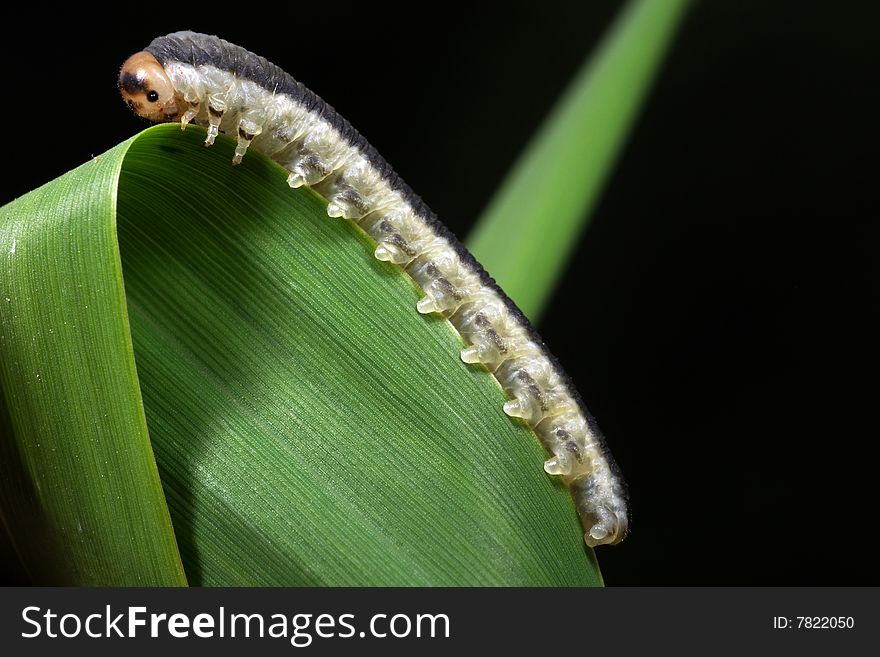 The caterpillar sits on the brink of green sheet on a black background