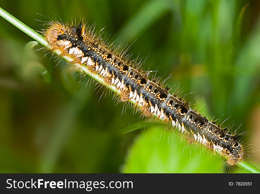 Caterpillar of the Drinker (night butterfly)