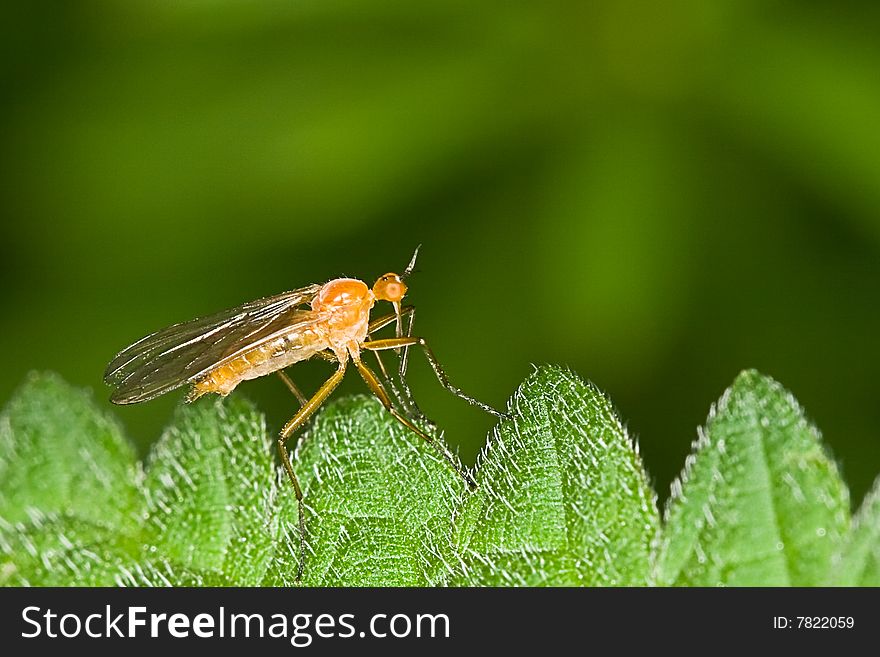 Small orange fly sitting on the edge of a leaf