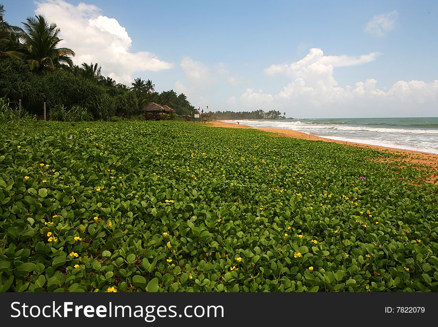 Coconut palms and yellow flowers on tropical island beach. Coconut palms and yellow flowers on tropical island beach