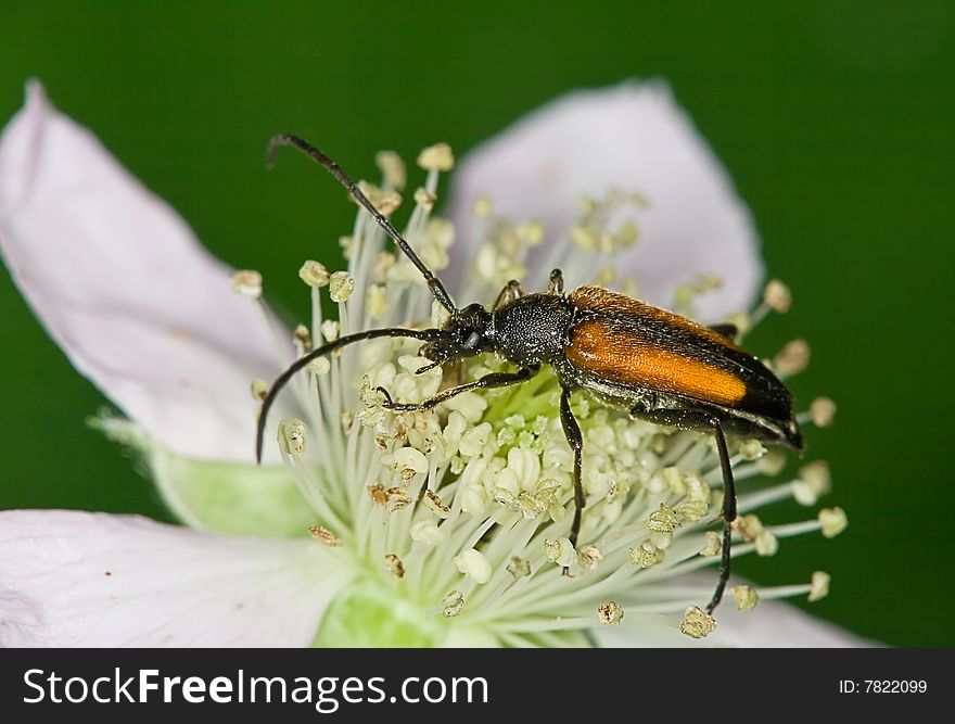 Black-striped longhorn beetle on a flower