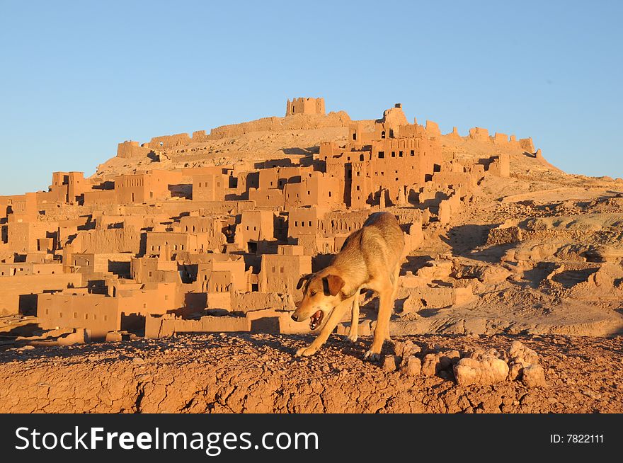 Ait BenHaddou with the wild dog in the foreground photographed at dawn. Ait BenHaddou with the wild dog in the foreground photographed at dawn