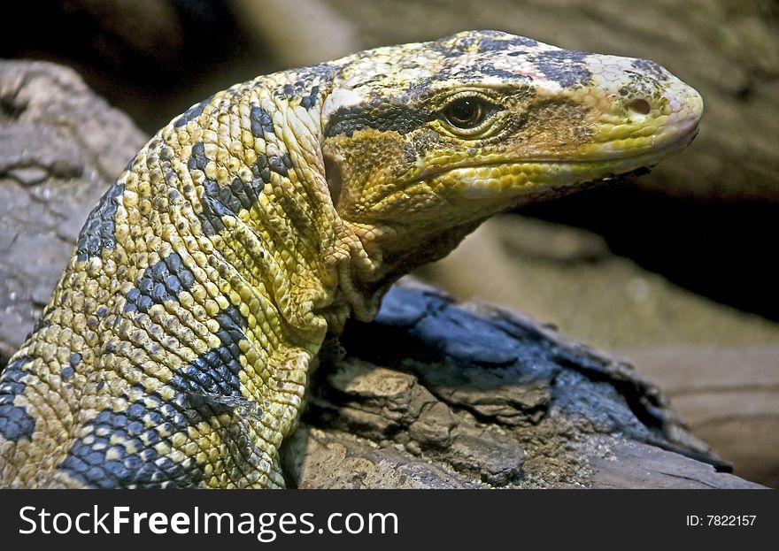 Water monitor. Latin name - Varanus salvator. Water monitor. Latin name - Varanus salvator