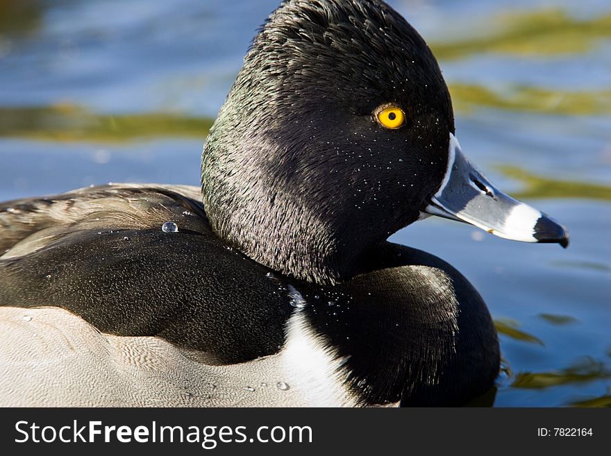 Close Up Profile of Male Ring Necked Duck in Breeding Plumage