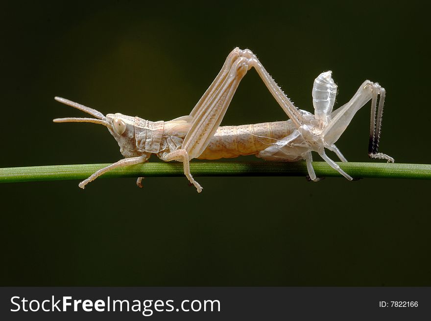 The grasshopper dumps a skin (fades). A black background.