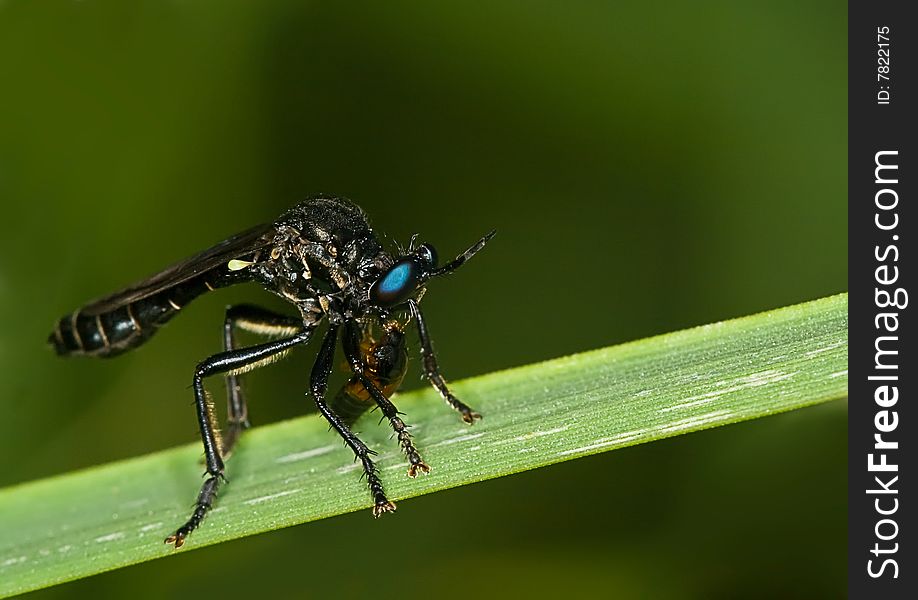 A blue-eyed predator fly eating a prey. A blue-eyed predator fly eating a prey