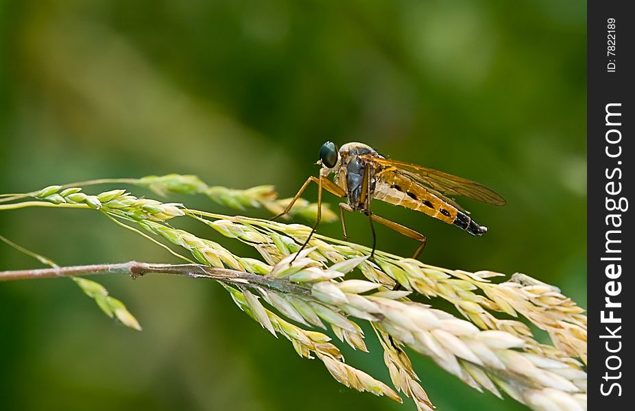 A dance fly sitting on grass