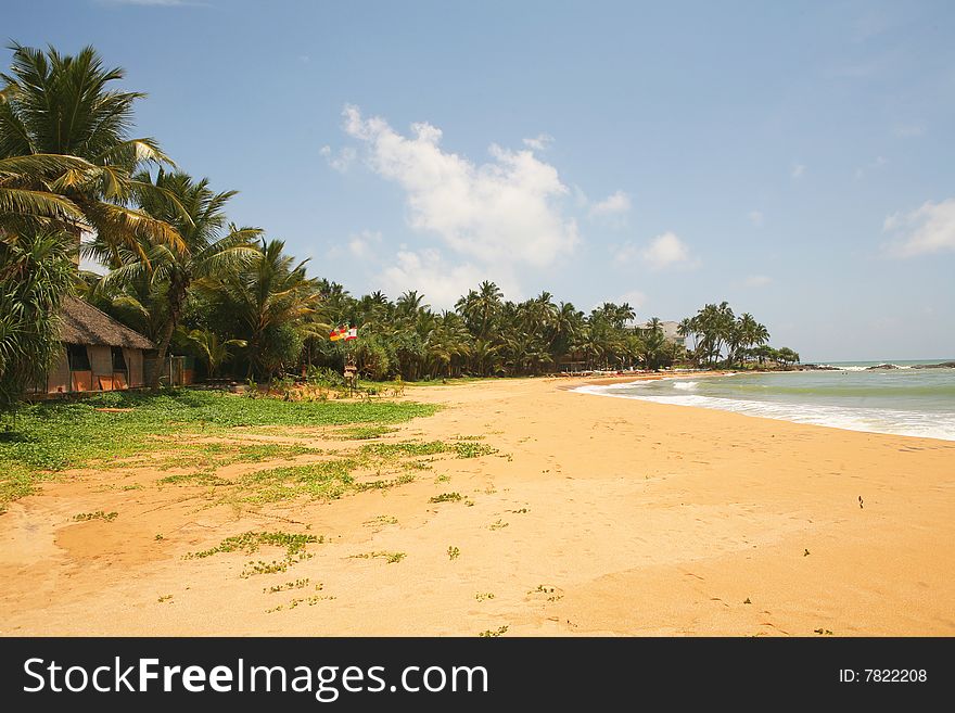 Coconut palms on tropical island beach. Coconut palms on tropical island beach