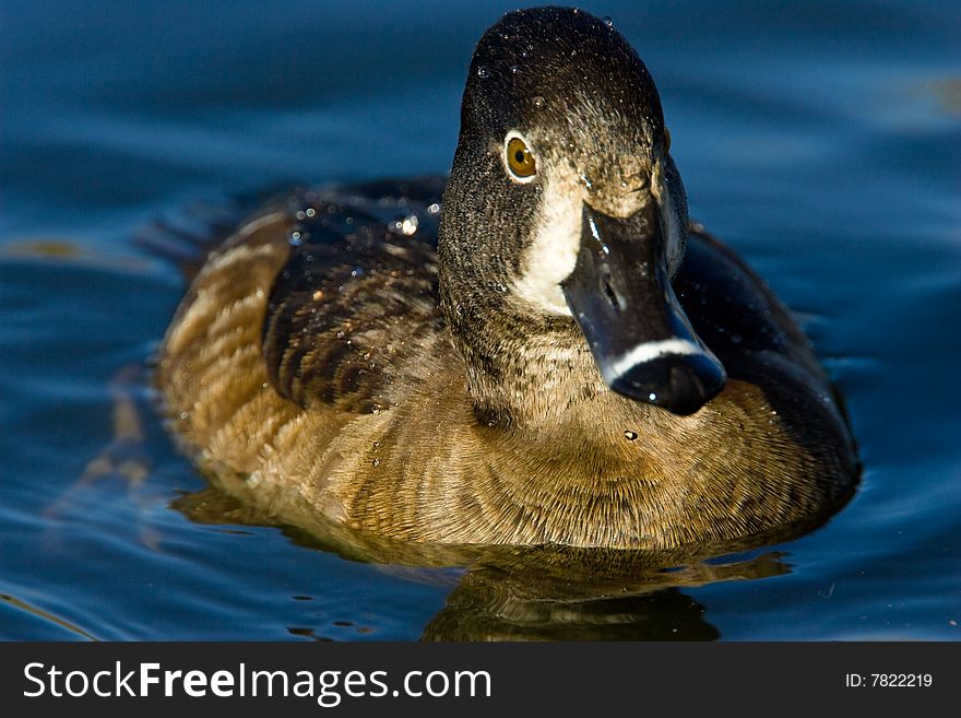 Close Up Front View of Female Ring Necked Duck