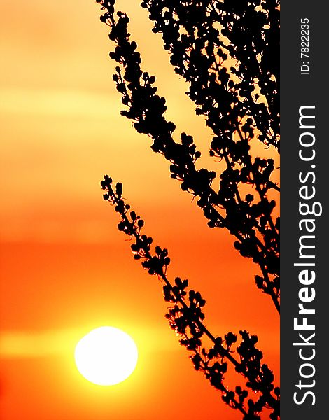 Colorful sunset background and silhouette. Colorful sunset background and silhouette