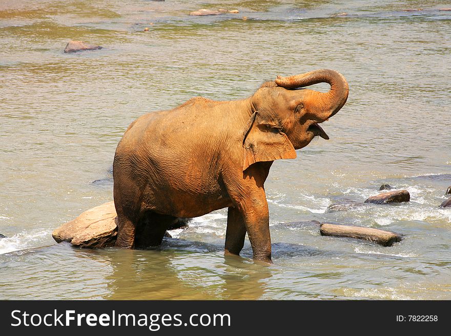 Single big elephant taking bath in river