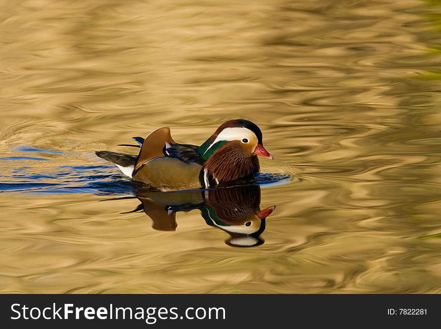 Male Mandarin Duck Swimming in Water Reflecting Complementary Colors