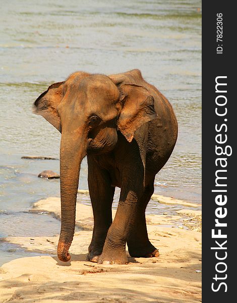 Single big elephant taking bath in  river