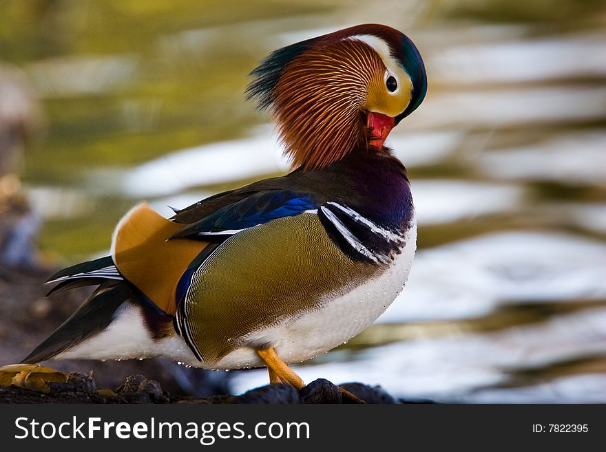 Close Up Profile of Male Mandarin Duck Preening