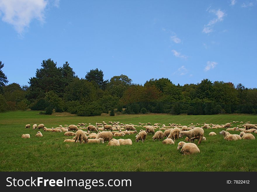 Lot of sheep on a beautiful green pasture