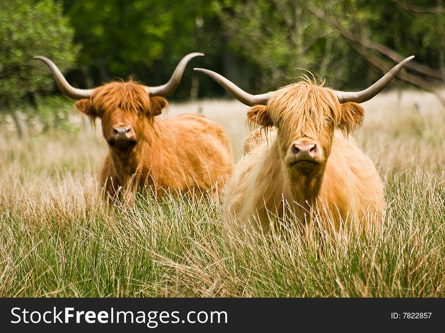 Highland cattle looking towards the camera