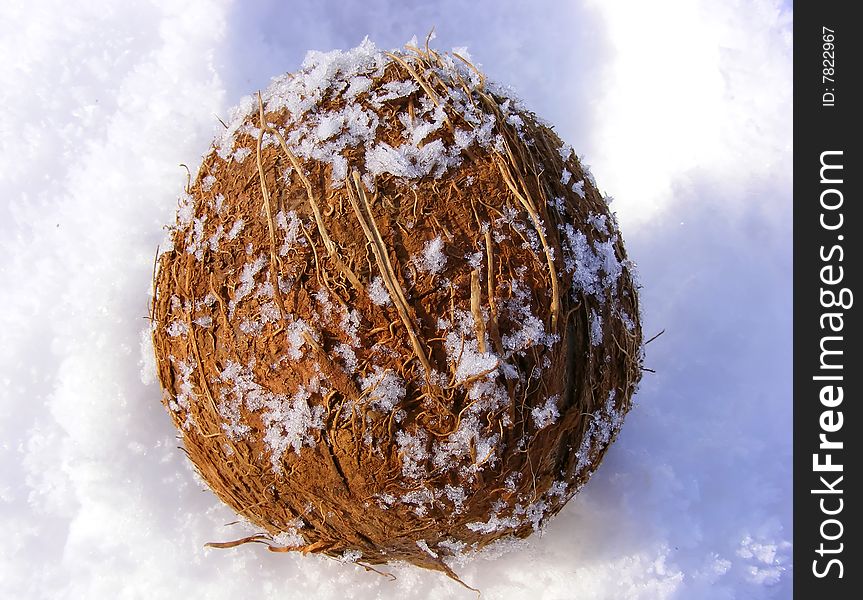 Coco nut in the snow