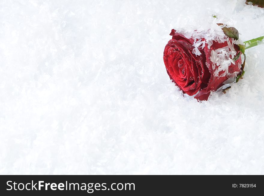 Red rose isolated on the white snow background