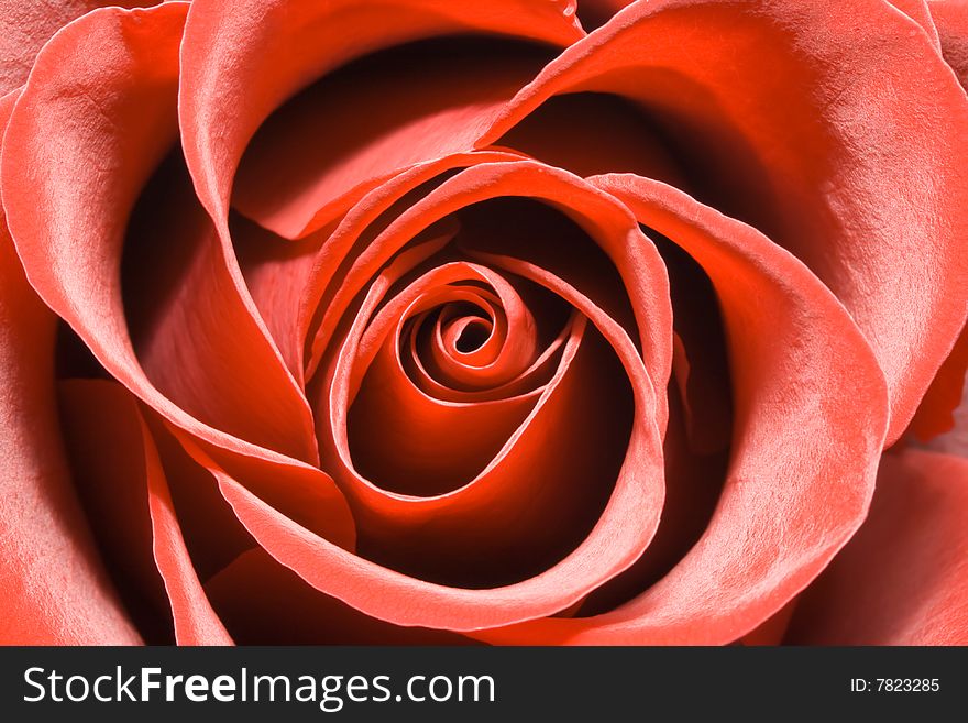 Refined and romantic red rose, high quality macro