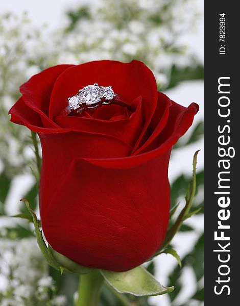 Wedding Ring in Rose, Will you marry me?. Wedding Ring in Rose, Will you marry me?