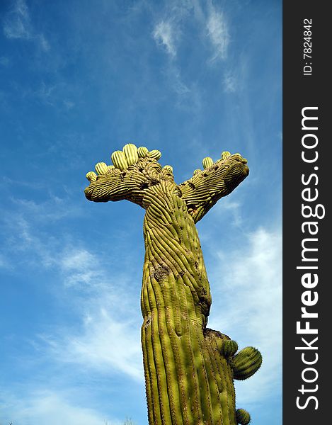 A crested Saguaro Cactus isolated with the sky. A crested Saguaro Cactus isolated with the sky.