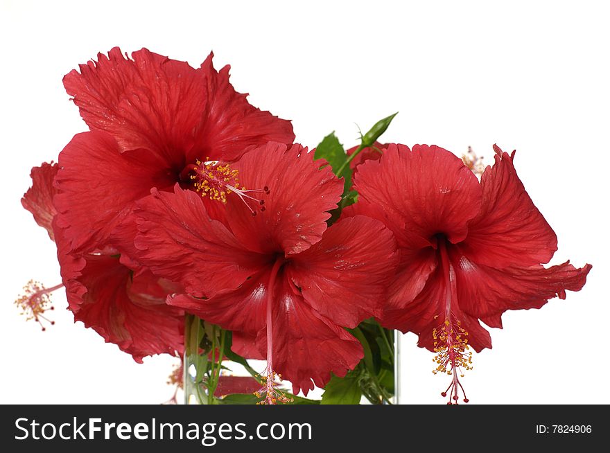 Red flowers in vase on white