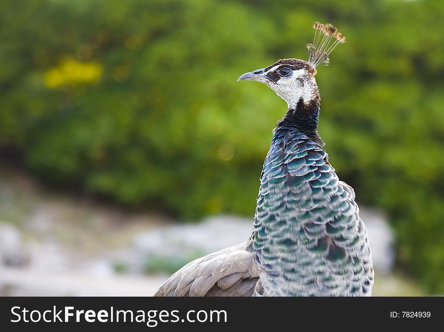 Beautiful peacock - botanic garden in Lokrum Island, Croatia