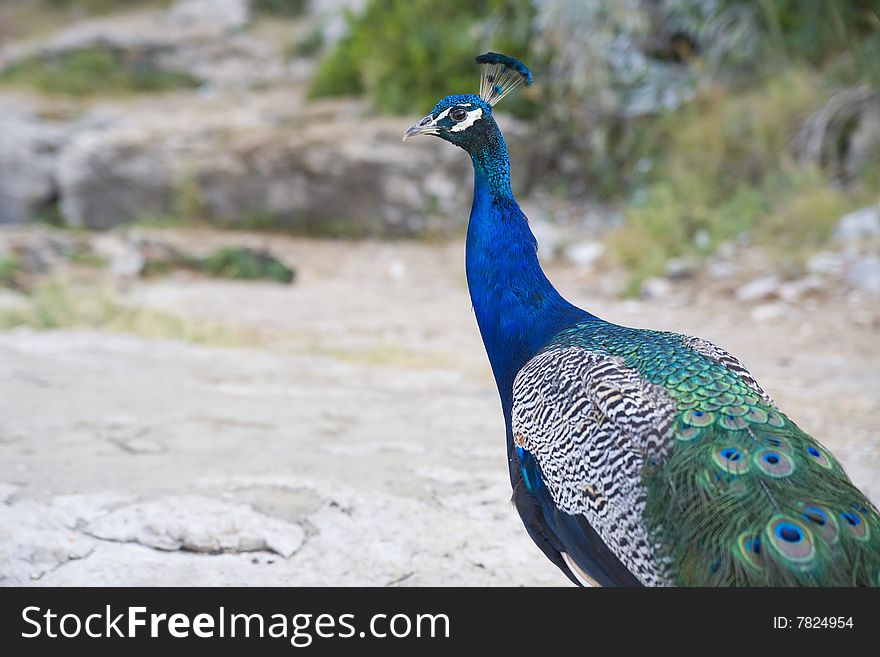 Beautiful peacock - botanic garden in Lokrum Island, Croatia