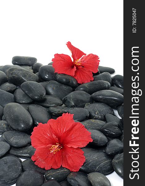 Red flower bloom spa stone background abstract nature. Red flower bloom spa stone background abstract nature