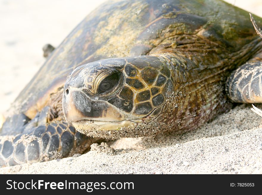 A sea turtle crawls along the beach. A sea turtle crawls along the beach.
